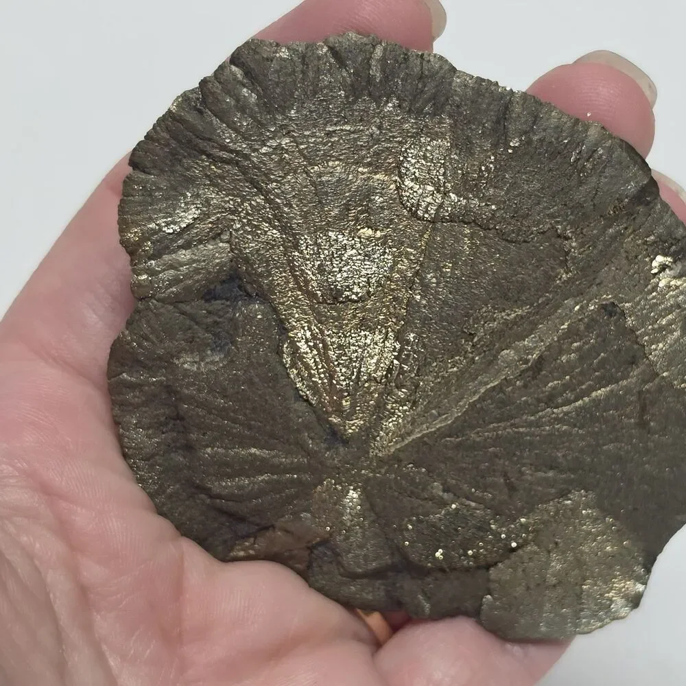 Frog On Pyrite Sun Shiny Miner’s Dollar Fools Gold Illinois Gift Paperweight